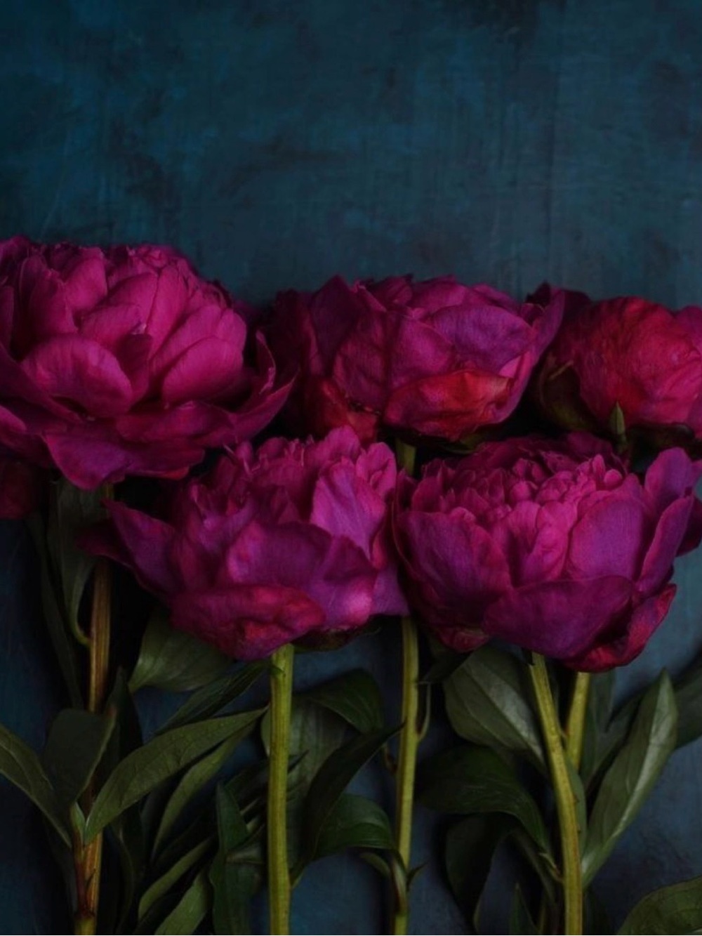 Flowers and advice